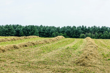 A field of raked rained-on hay with pine trees and sky in the background. 