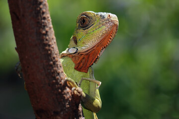 baby red iguana on a branch, iguana on a tree, animals close up