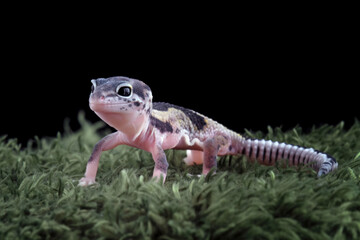 Baby leopard gecko lizard on a wool, eublepharis macularius