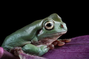 Dumpy frog on a leaves, tree frog front view, litoria caerulea