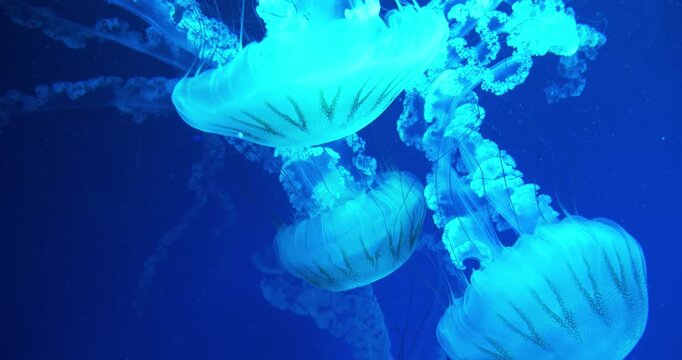 Medusas swims underwater. Beautiful jellyfish swim in an aquarium under different colors of lighting. Jellyfishes swims in big aquarium