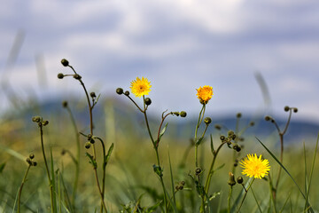 Field of flowers
