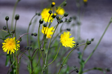 Yellow dandelions on a meadow