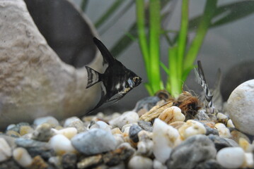 Pez ángel tropical nadando en aguas cristalinas entre plantas acuáticas naturales, ecosistema 