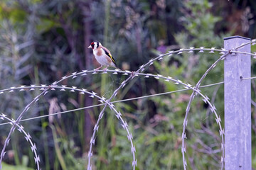 Goldfinch on barbed wire fence