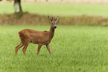 Rehbock auf der Weide