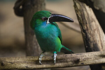 Green exotic toucan © Przemyslaw Klimczak