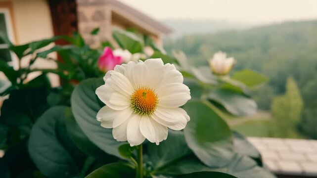 Cozy Home Garden Featuring Vibrant Pots and Flowering Plants