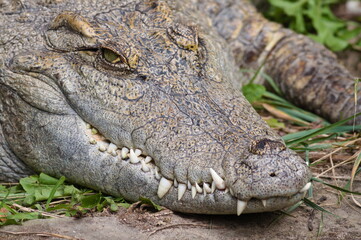 Vigilant crocodile