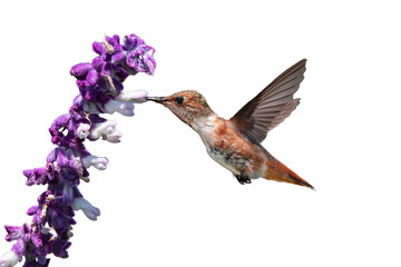 Allen's Hummingbird (Selasphorus sasin) Photo, in Flight, Feeding on Mexican Bush Sage (Salvia leucantha), Over a Transparent, Isolated PNG Background © Jim