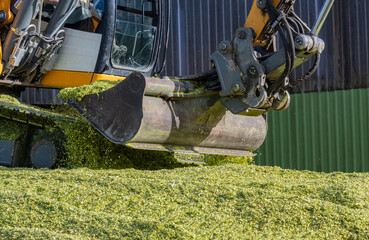 Bagger verteilt Mais auf einer Maissilage während der Maisernte 