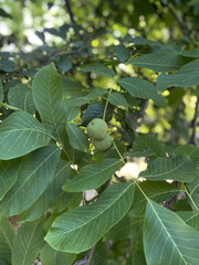 green walnut fruits on a tree, on a sunny day, in summer. Walnut in the garden, cultivation and pests. Harvest