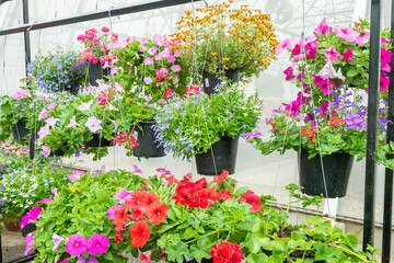 Flowers hanging in plastic pots in nursery garden,Potted flowers and plants in flower shop, plants in the interior of greenhouse,Home gardening tropical flower,Selective focus,copy space.