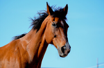 Obraz premium portrait of a horse