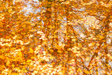 紅葉した秋の落ち葉と水面に映る木々