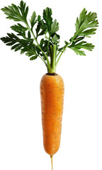 A single carrot with green leaves on top, isolated against white background