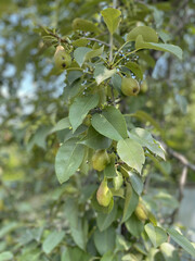 green pear fruits on a tree, on a sunny day, in summer. Ripening pear in the garden, cultivation and pests. Harvest