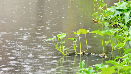 Green plants growing in water during rainfall, with raindrops creating ripples on the surface
