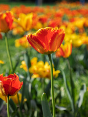 Red and yellow tulips