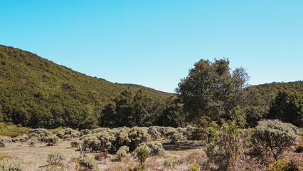 Scenic view of green hills and a tree under a bright blue sky