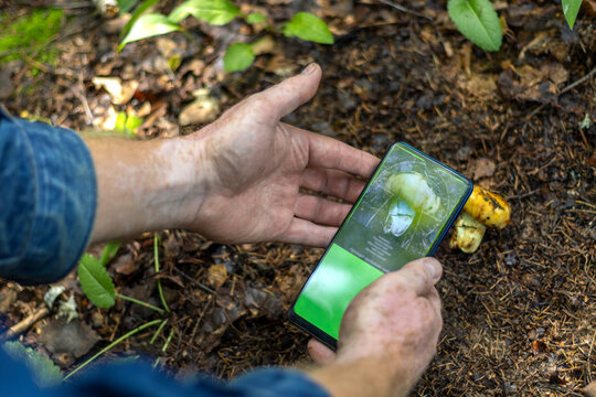 Close-up of hands of mushroom hunter using mobile app to recognize mushrooms in forest. Vitiligo