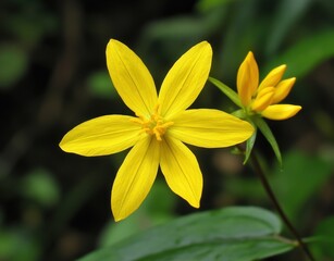 Fototapeta premium yellow flower with two petals, called nightshade flower or evening primrose