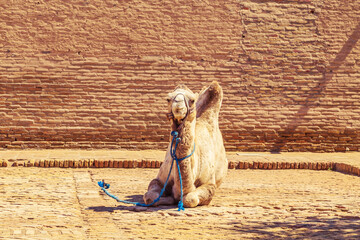 Bactrian camel near the city wall of Ichan Kala.
