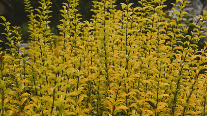Dense growth of yellow-leafed plants, providing a vibrant and textured botanical background....