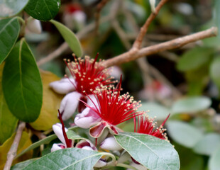 Fleur du goyavier du Brésil