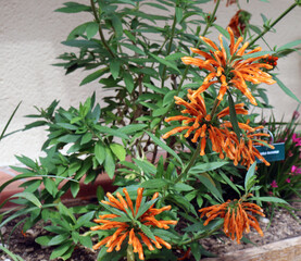 belle plante aux fleures orange