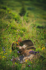 celebration the trophy of a roe buck yearling with a gray face after the hunt, on the mountains at the rutting season