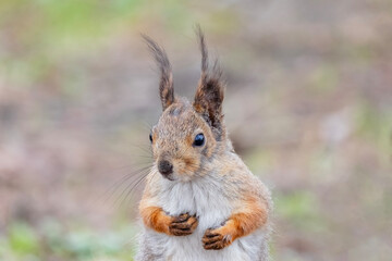 portrait of a fluffy squirrel with its paws folded on its chest in a spring park