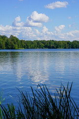 A peaceful lakeside scene captured on a sunny day, showcasing calm, reflective waters under a clear blue sky. The lush green trees in the background and tall reeds in the foreground 