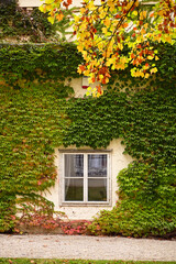 the wall of an old house covered with creeper leafs autumn season,Vienna