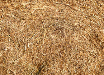 dry hay and straw background for a rustic agricultural countryside backdrop