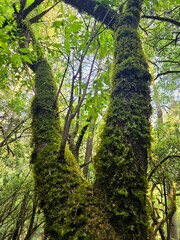 Árbol bifurcado en el bosque.