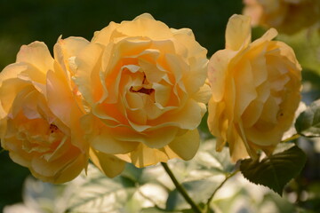 Yellow roses of bright sunny color symbolize joy, friendship and optimism