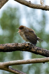 Juvenile Blackcap (Sylvia atricapilla) - Commonly found in woodlands and hedgerows
