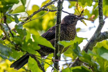 Juvenile Blackbird (Turdus merula) - Commonly found in gardens and wooded areas