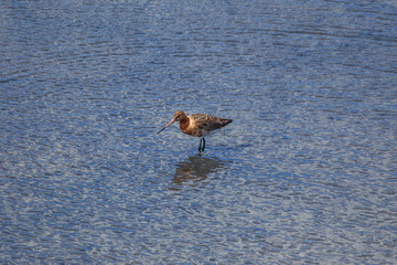 Black-tailed Godwit (Limosa limosa) - Commonly found in coastal wetlands and mudflats