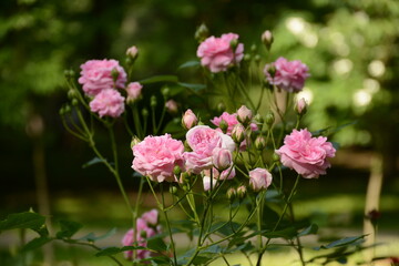 Small light pink roses in a green garden in spring