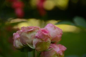 A bush of varietal delicate white-pink roses in the garden on a blurred background