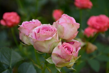 Buds of delicate white-pink roses close-up