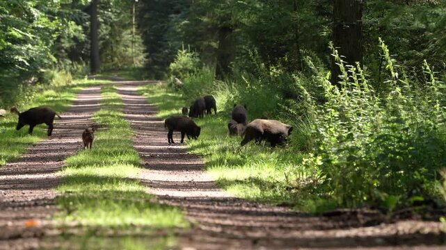 Wildschweine am Wegesrand