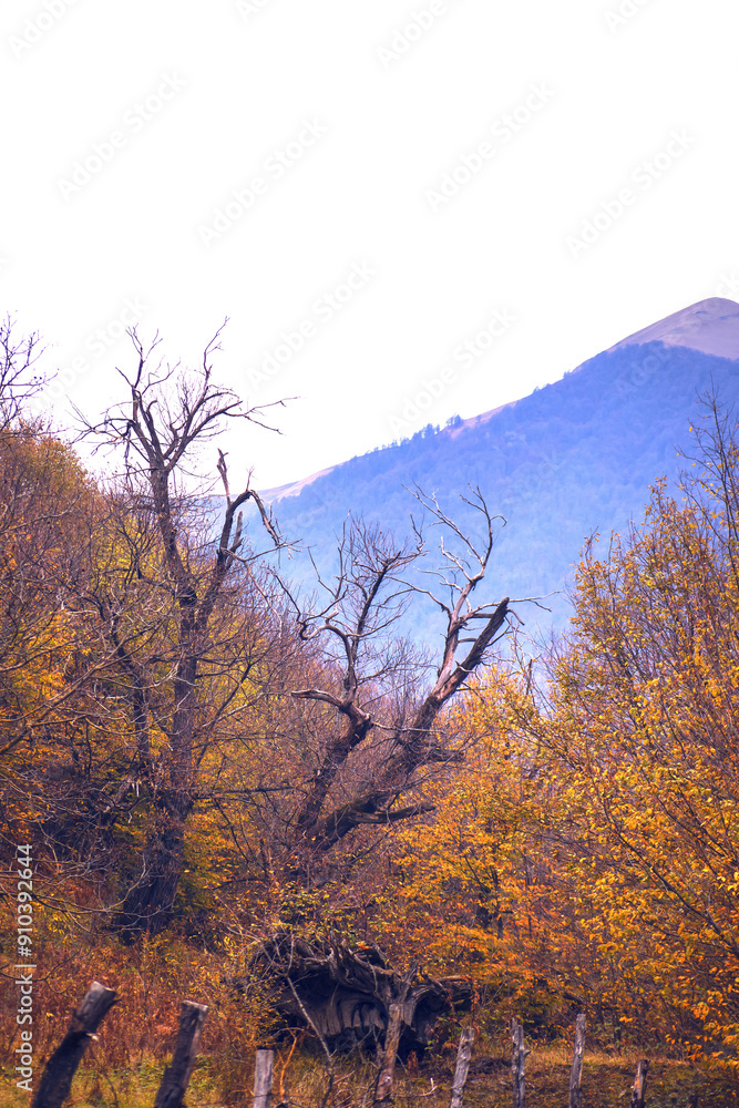 Canvas Prints landscape with beautiful fog in forest on hill or trail through a mysterious winter forest with autu