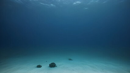 underwater view of a reef in the sea
