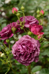 Bush of dark pink roses with a purple tint in the spring garden

