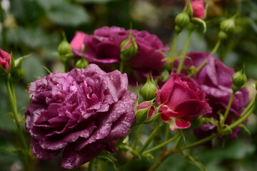 Large bush of pink-violet original exotic roses