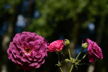 Beautiful purple roses in the garden on a sunny spring day