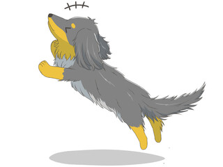 ミニチュアダックス12